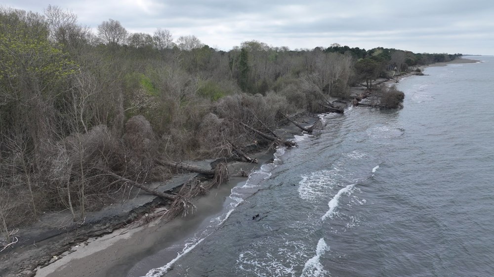 Terme Ovası'nda kıyı erozyonu ağaçları devirdi 73 4V1y3KXV8U6tp6kCR4WksA