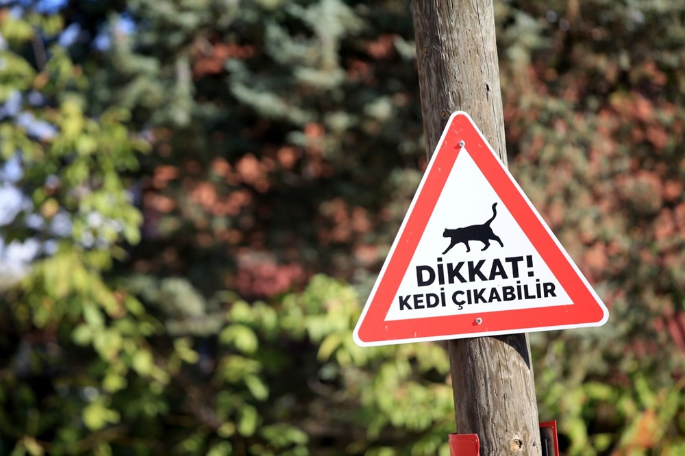 Kırklareli'nde sürücüler 'kedi-köpek çıkabilir' tabelalarıyla uyarılıyor - 3