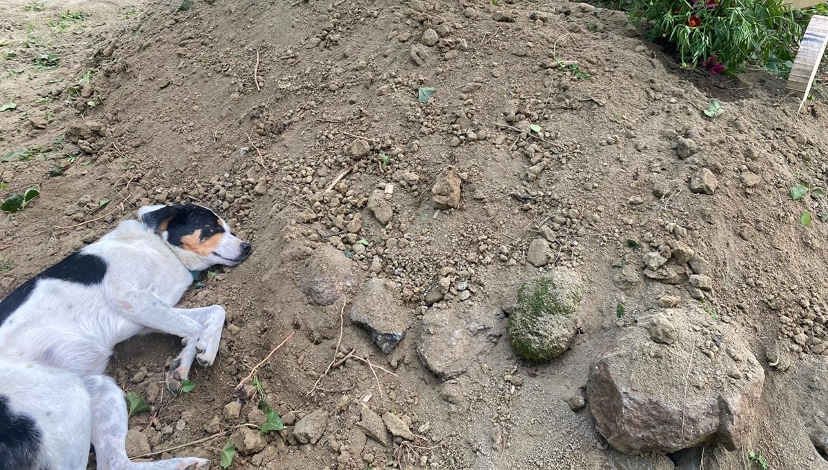Duygulandıran fotoğraf: Teo sahibinin mezarının başından ayrılmadı Duygulandıran fotoğraf: Teo sahibinin mezarının başından ayrılmadı