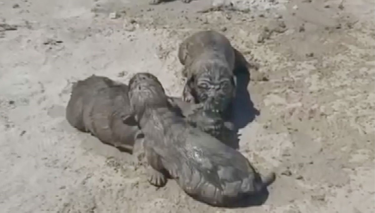 Antalya'da yavru köpeklere beton atık suyu katliamı Antalya'da yavru köpeklere beton atık suyu katliamı