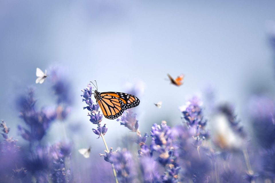 Dünyanın en uzun ömürlü kelebeklerinden birinin nesli tükeniyor - 1