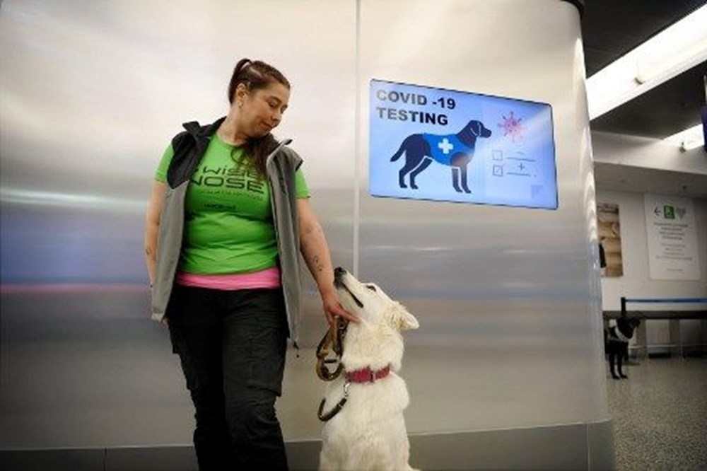 Köpekler, Covid-19 tespit etmede testlere göre daha başarılı - 3