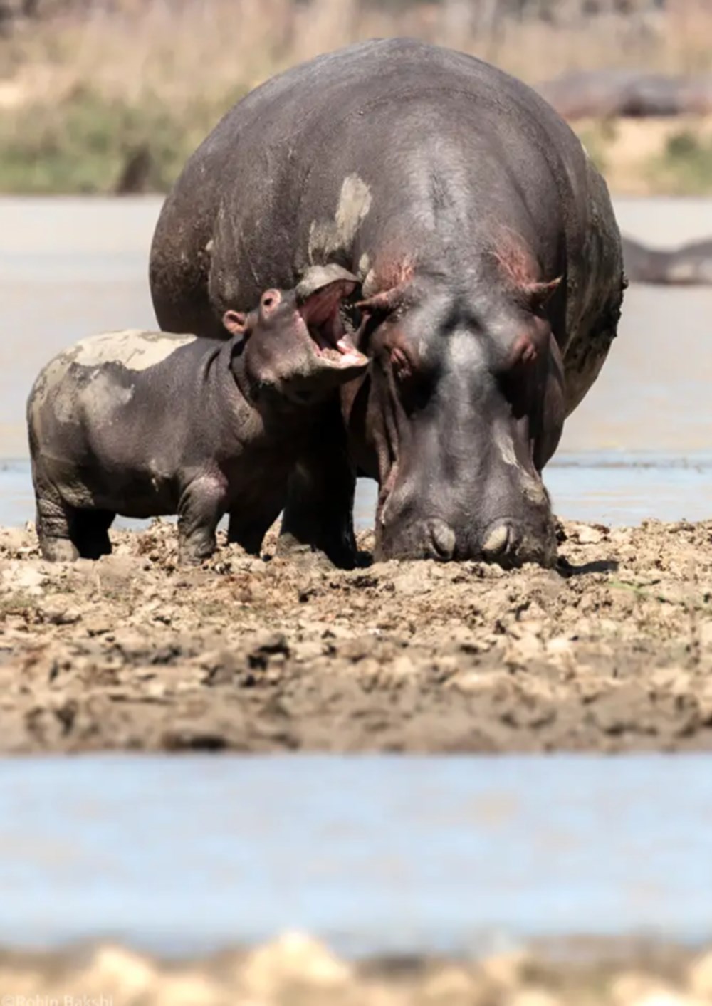 2021 Komik Vah�i Ya�am Foto�raflar� yar��mas�