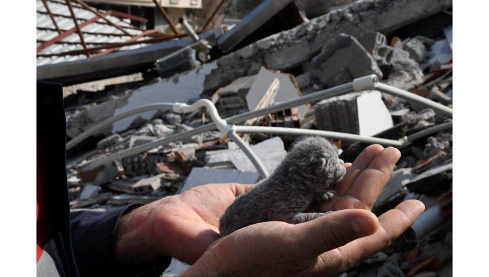 Deprem enkazından 5 günlük yavru kedi çıkarıldı