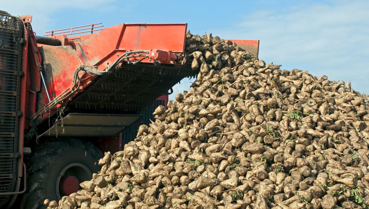 Kars'ta hasadı başladı! Vücuttaki iltihabı söküp atıyor: Hem kanı temizliyor hem kanser hücreleriyle savaşıyor