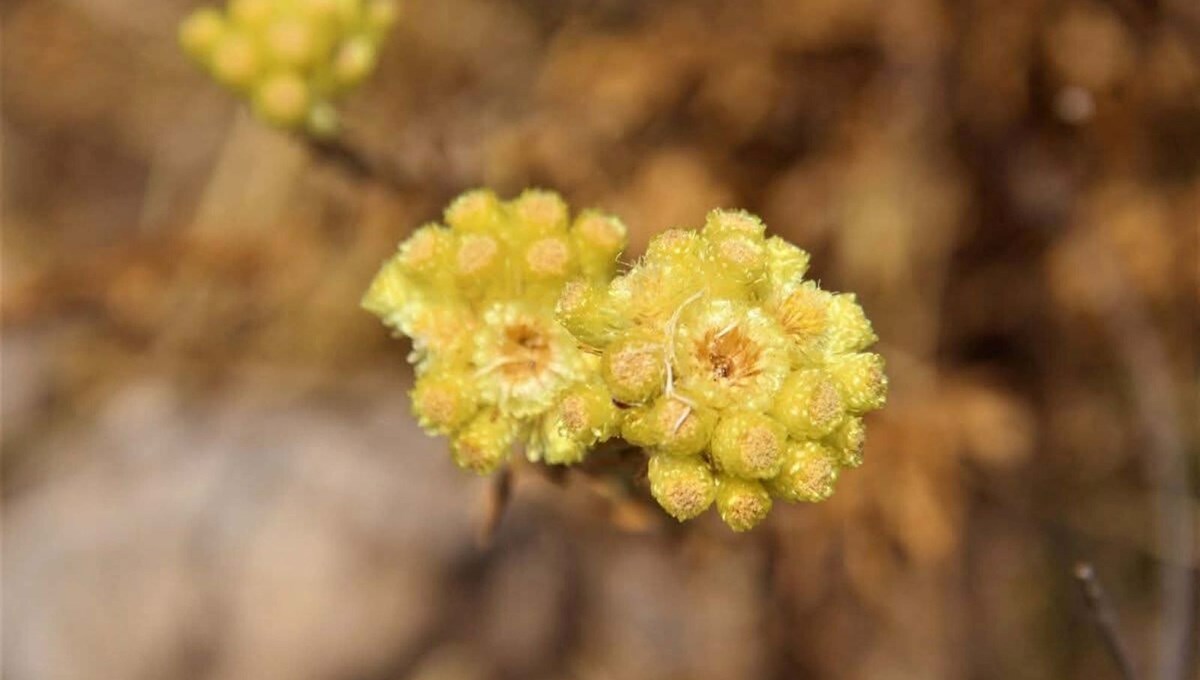 ''Kadim altın otu'' olarak da biliniyor: Endemik bitki türü, yok olma tehlikesiyle karşı karşıya