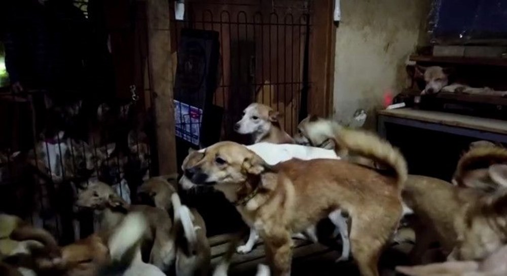 30 metrekarelik evde 164 köpek ile yaşıyorlar - 9