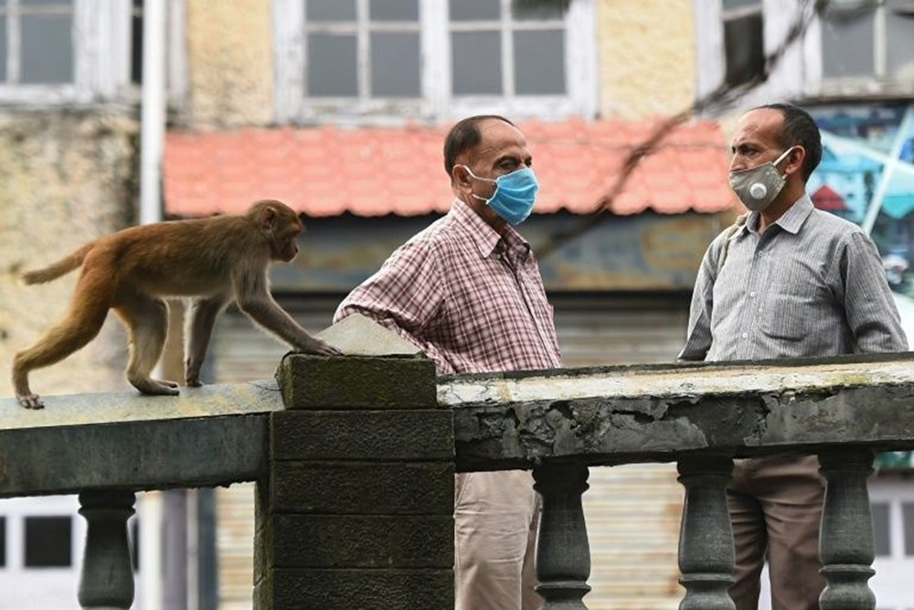 Hindistan&#39;da corona virüs karantinası nedeniyle aç kalan maymunlar şehre indi: Hükümet&#39;ten &quot;öldürebilirsiniz&quot; çözümü! | NTV