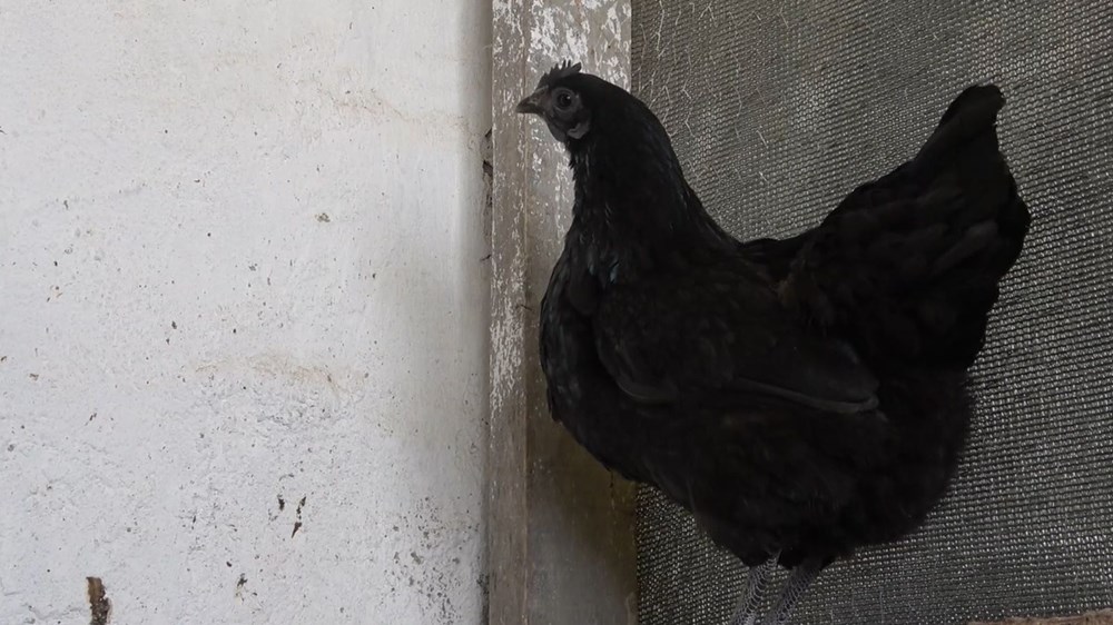 'Ayam Cemani' cinsi horoz ve tavuk görenleri şaşırtıyor: Piyasa fiyatı 17 bin TL - 6