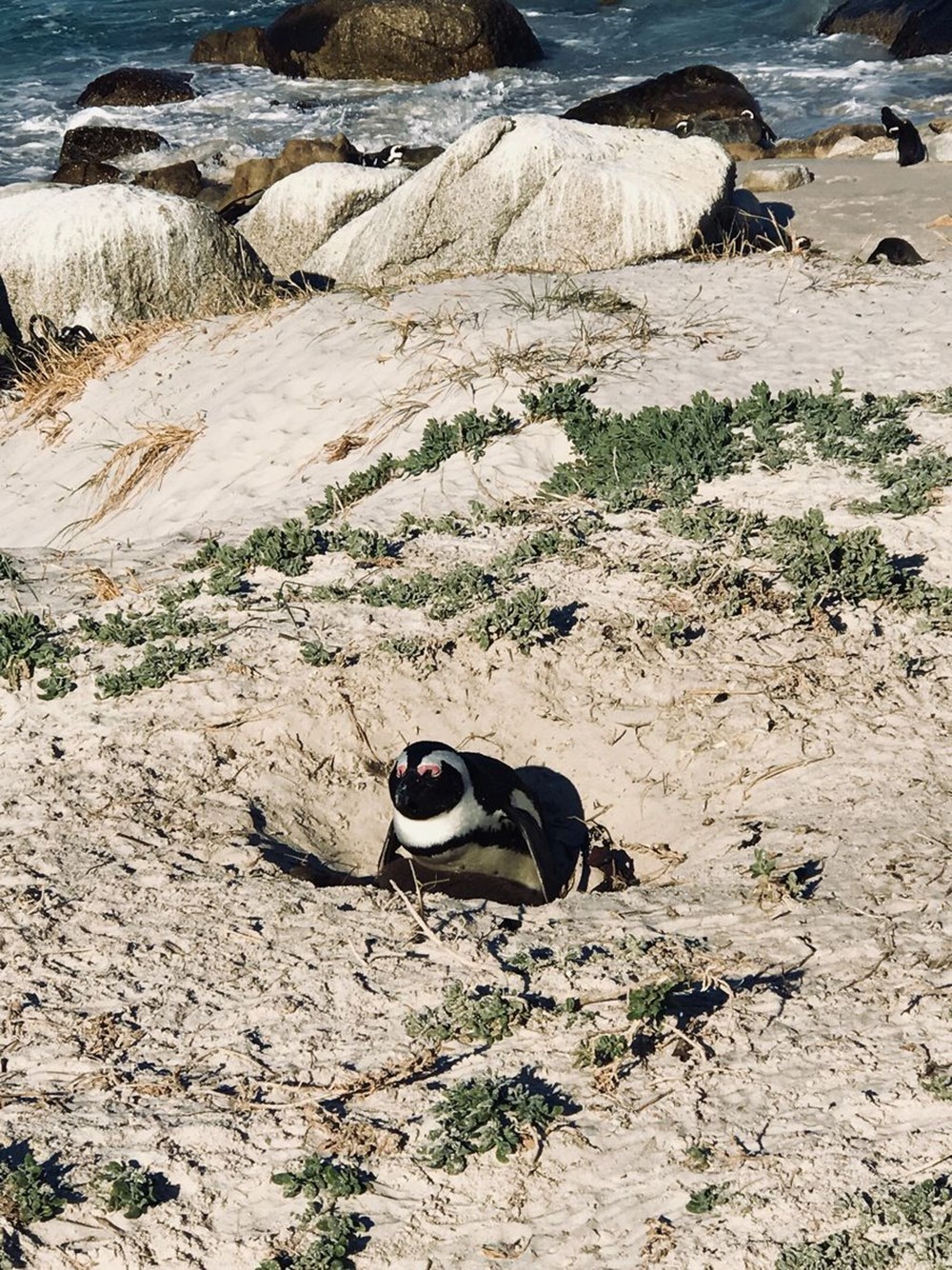 63 penguin Afrika yang terancam punah mati diserang lebah - 8