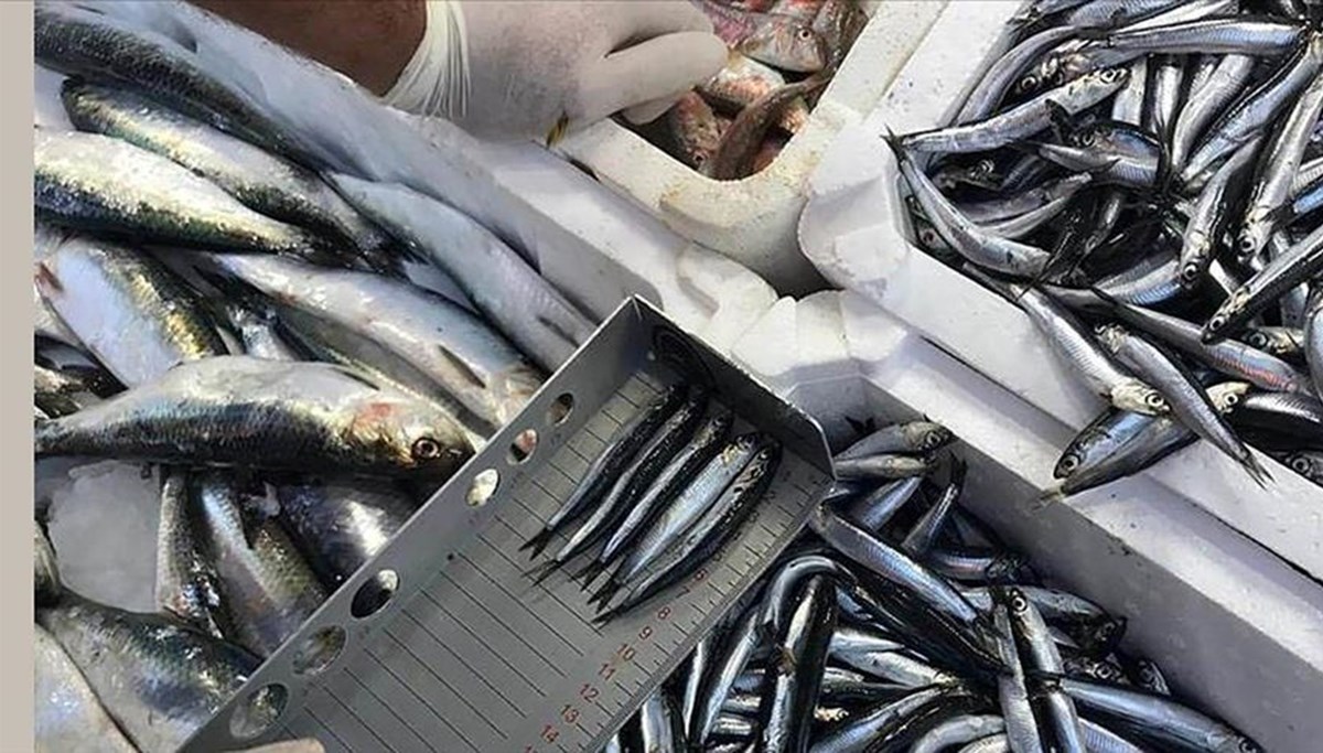 Denetimlerde ele geçirilen su ürünleri yardım kuruluşlarına bağışlanıyor Denetimlerde ele geçirilen su ürünleri yardım kuruluşlarına bağışlanıyor