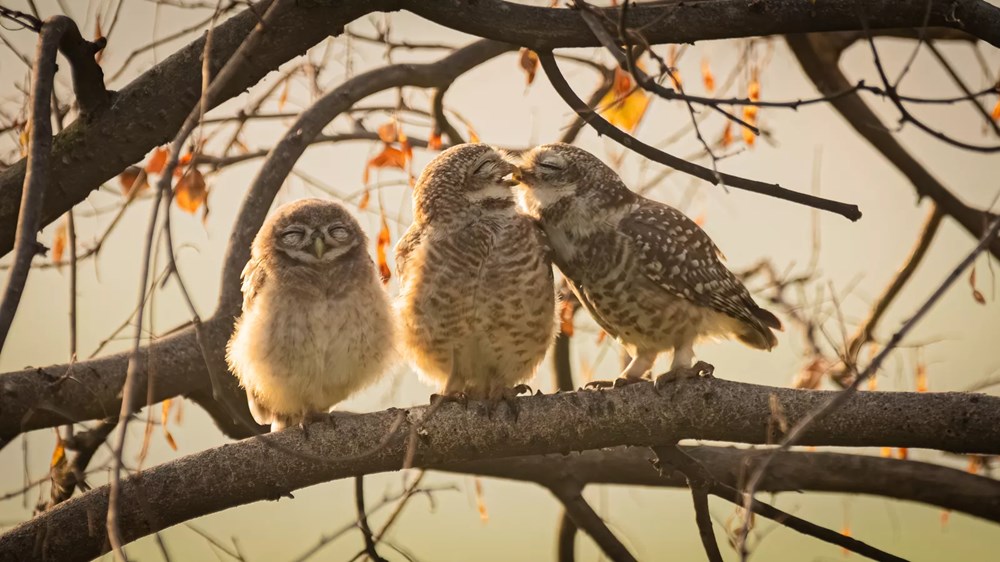 Komedi Vahşi Yaşam Fotoğrafçılığı Ödülleri kazananı belli oldu - 6