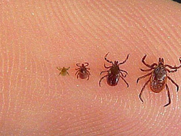 turkiye de ilk kez kanser hastasina