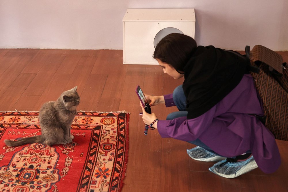 İran'da kedi kafe açıldı: Ziyaretçilerden yoğun ilgi - 9