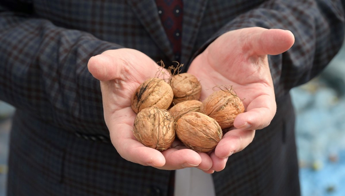 13 bin 225 hektar alanda yetişti: İlk hasat start aldı