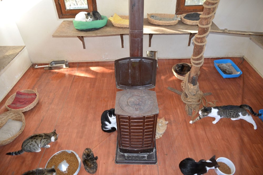 Engelli kediler için villa - 1