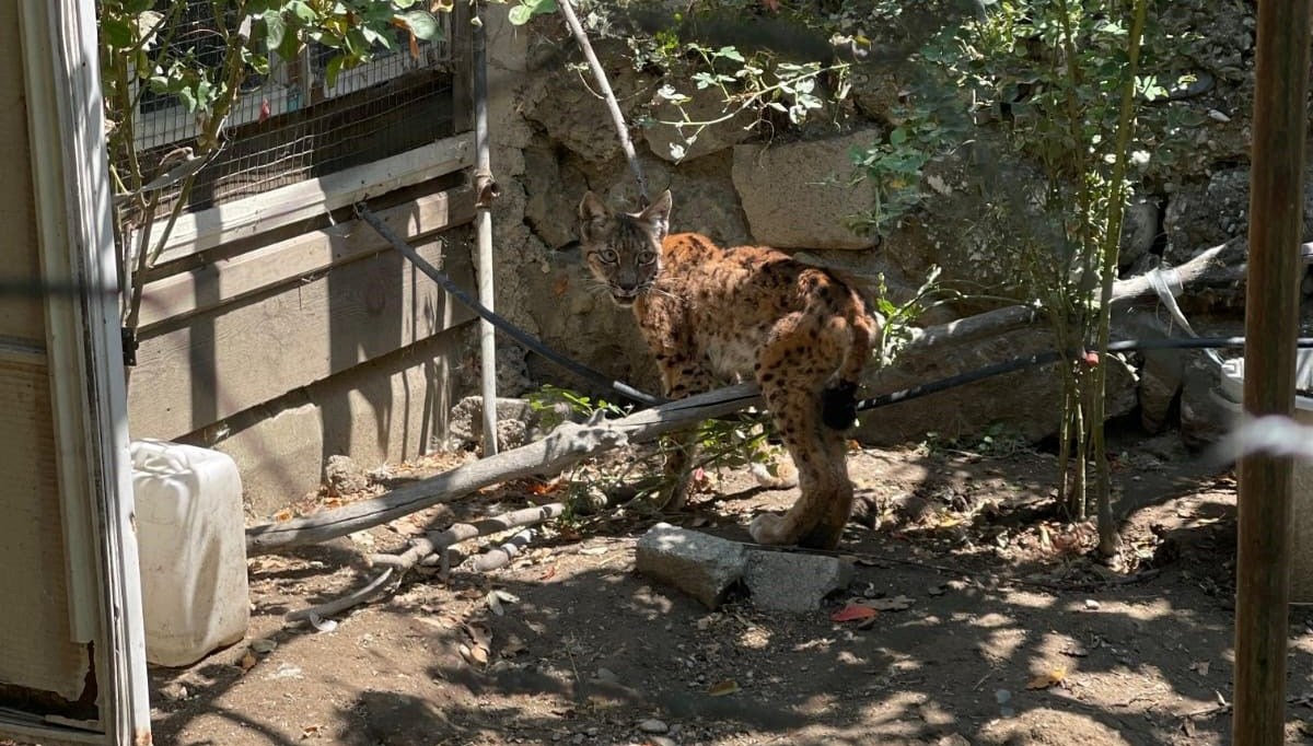 Evin bahçesine giren vaşak panik yarattı