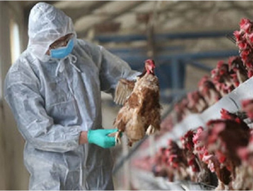 Avrupa ve Asya'da yeni salgın: Ölüm oranı yüzde 50'den daha fazla - 10