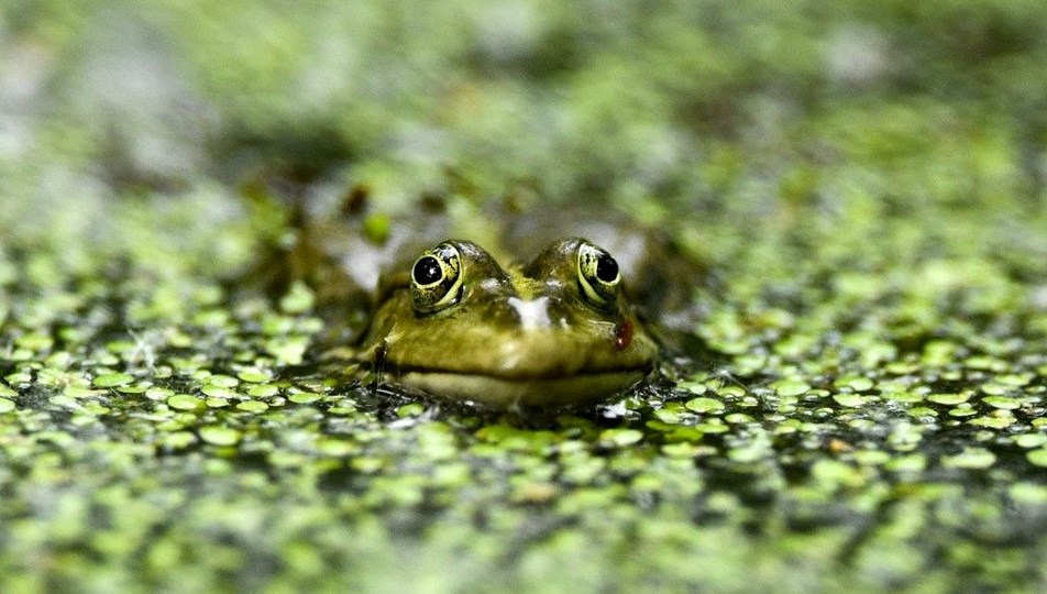 Göç yolunda nöbet: Ruslar kurbağalar için bir arada