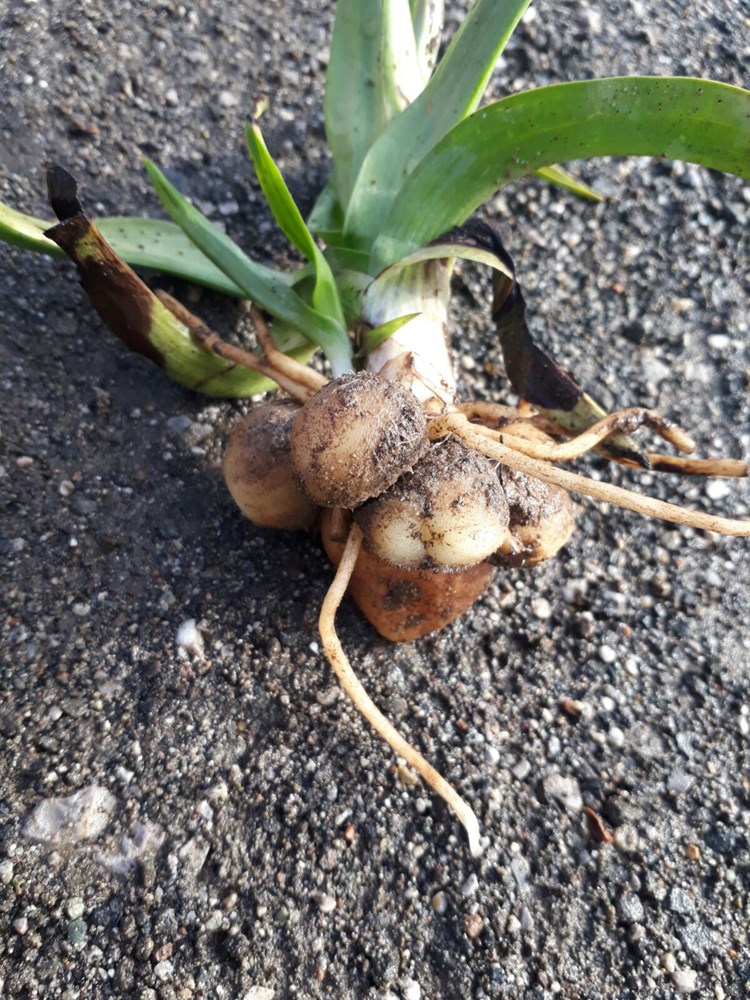 salep in kilosu tarlada 30 tl den