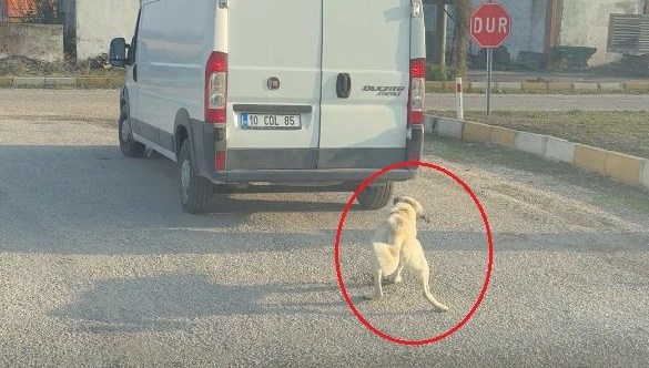 Köpeği minibüsün arkasına iple bağlayıp çekti