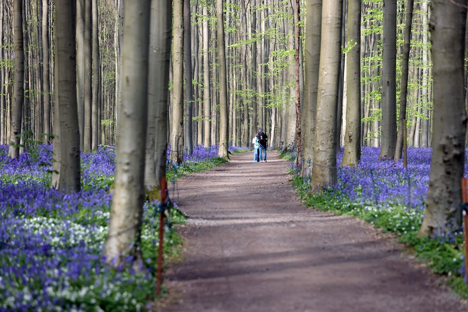 Belçika'daki Hallerbos Ormanı'na bahar geldi - 2