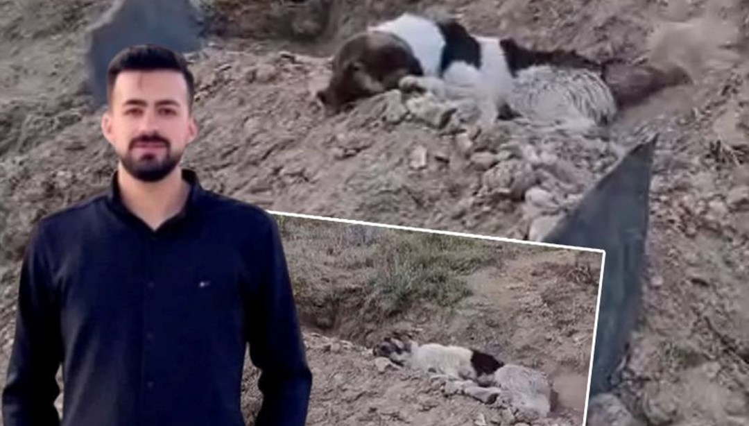 Köpeğin vefası yürekleri dağladı: Sahibinin mezarından ayrılmıyor