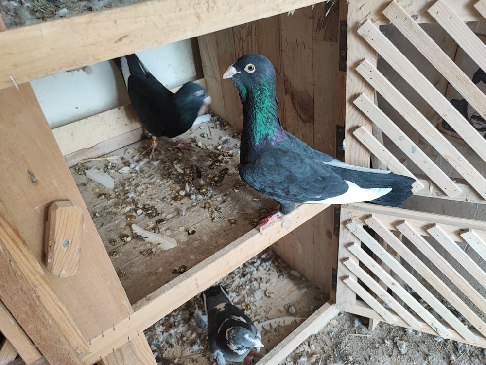 2 güvercini kayboldu: Bulana 20 bin lira ödül 75 4k BQp2cVUuY9srOgeP8Cg