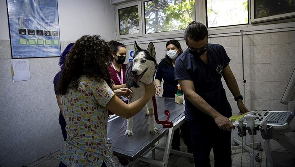 ''Veteriner sayısı artsın'' çağrısı
