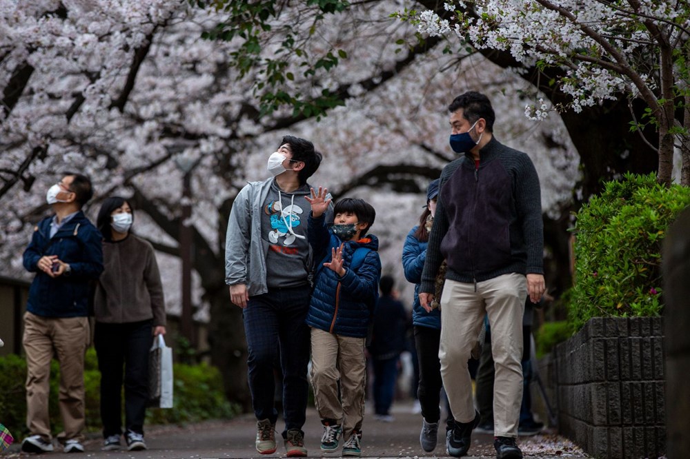 Sakura çiçekleri son bin 200 yıldır bu kadar erken açmadı: İklim değişikliği nedeniyle ekosistemler çökme noktasında - 8