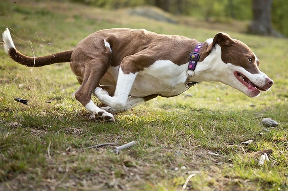 Dünyanın en fotojenik köpekleri NTV