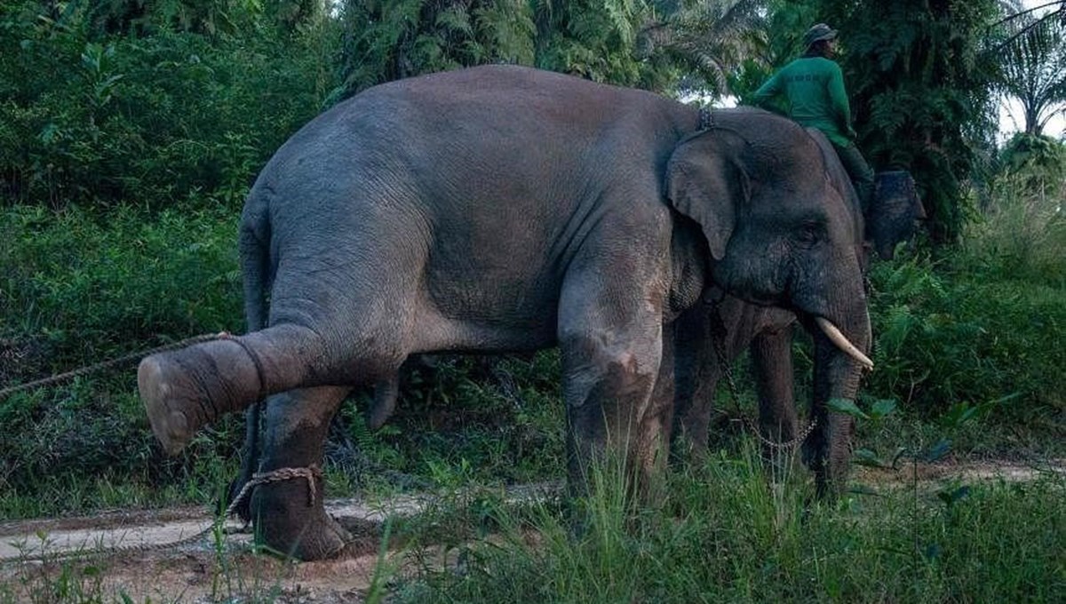 Tayland'da dilendirilen fil sahibini ezerek öldürdü