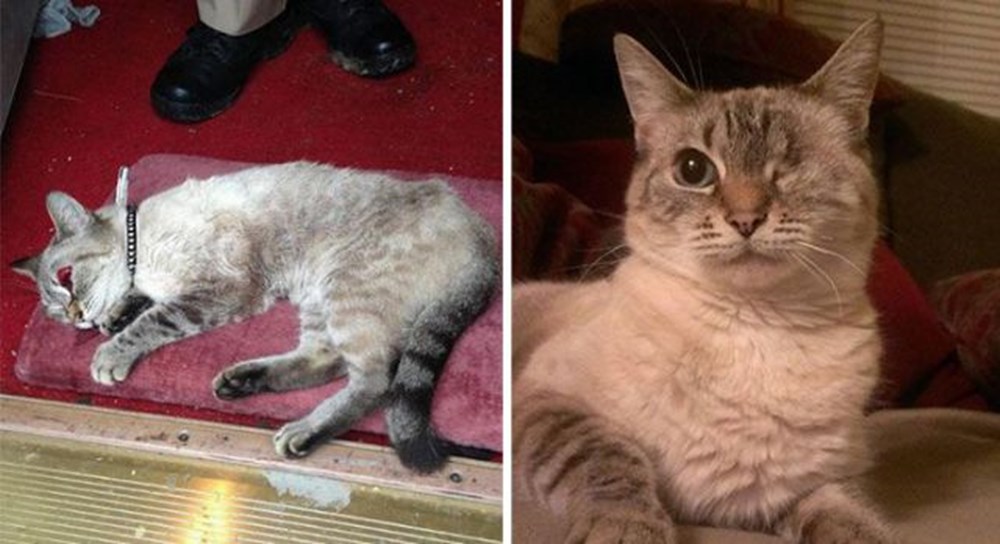 Подобрала кошку улицы. Коты до и после спасения. Котята до и после. Спасенные котята до и после. Кошки которых подобрали на улице.