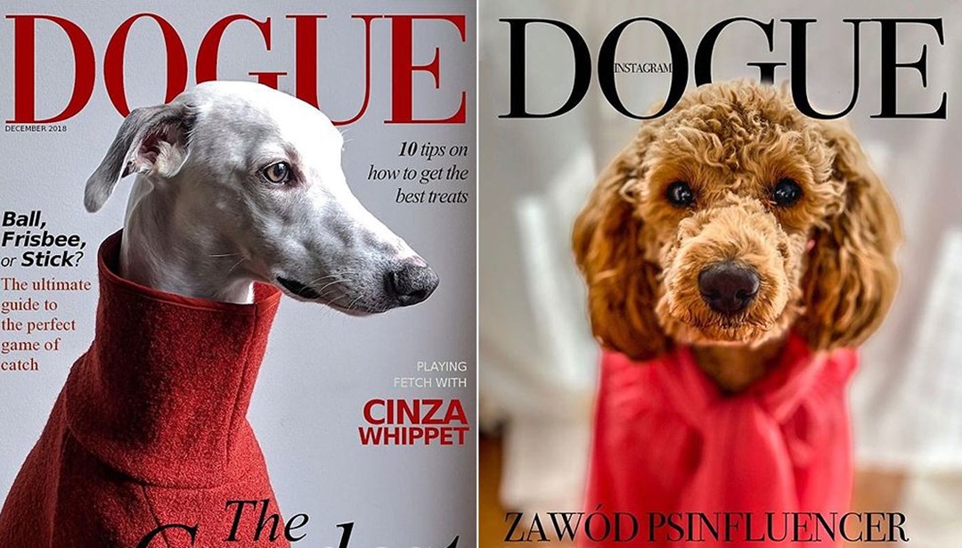 Köpeklerin moda fotoğrafları Dogue meydan okuması Magazin Haberleri