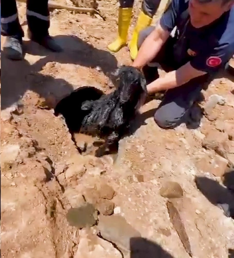 Kanalizasyon borusundan oğlak çıktı - 1