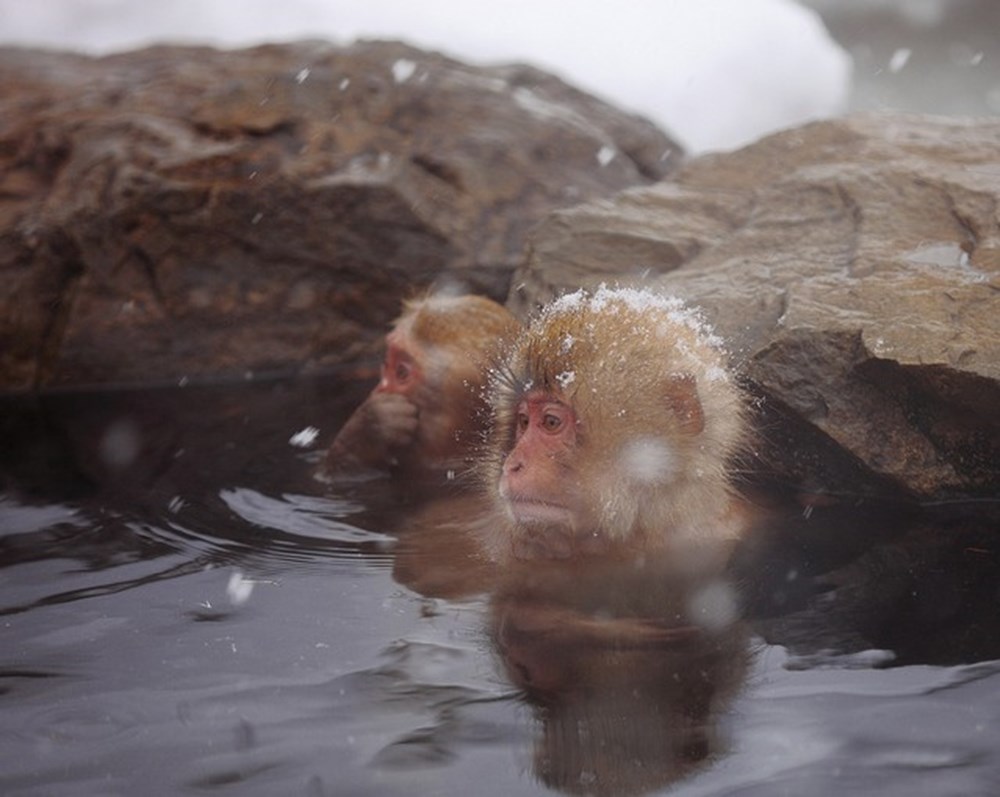 Обезьяна купается в теплой. Макаки в Японии в термальных источниках. Долина обезьян Япония Джигокудани. Снежные обезьяны в горячих источниках в Японии. Обезьяны в термальных источниках.