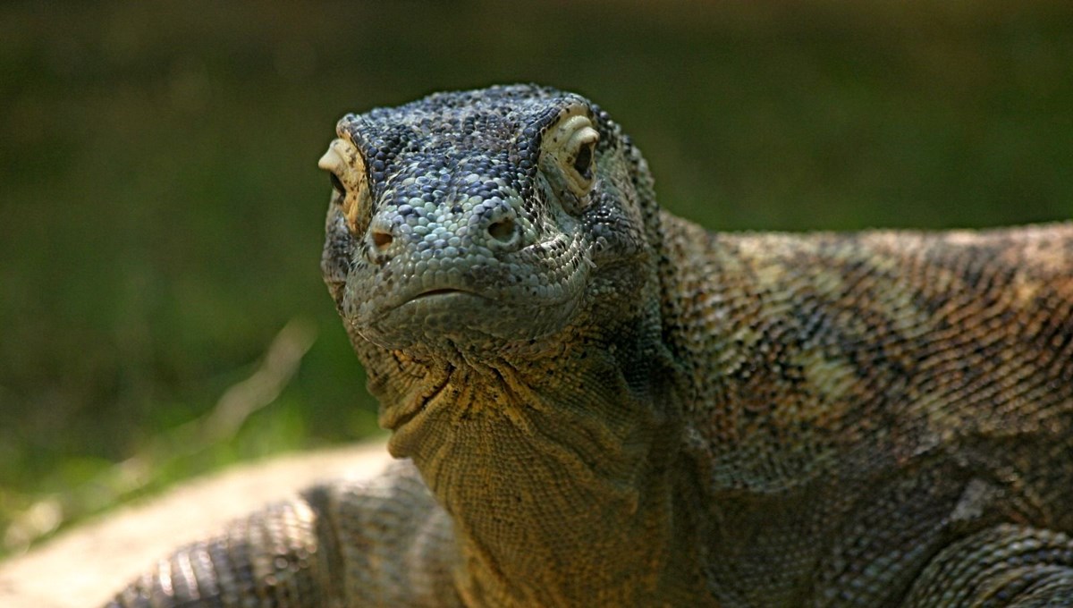 Selanik’in ilk “ejderi” bulundu