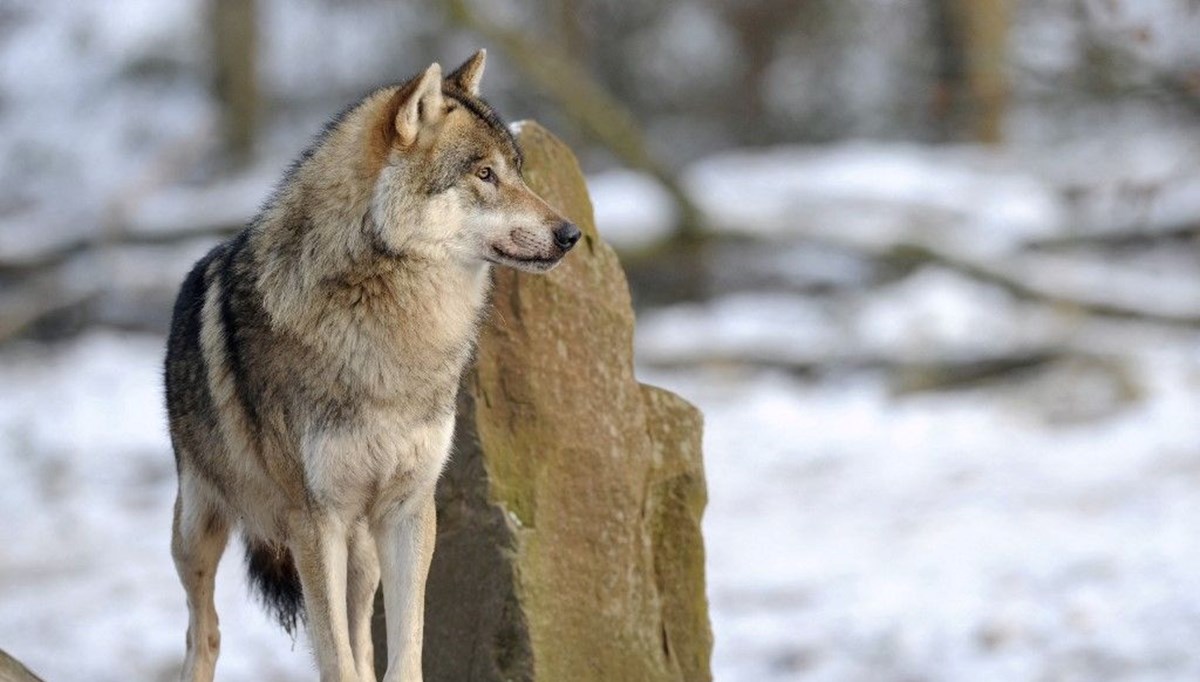 Sahibi aranılan terk edilmiş köpek vahşi kurt çıktı