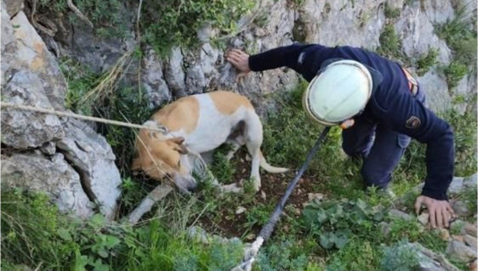 Hatay'da uçurumda mahsur kalan köpek kurtarıldı