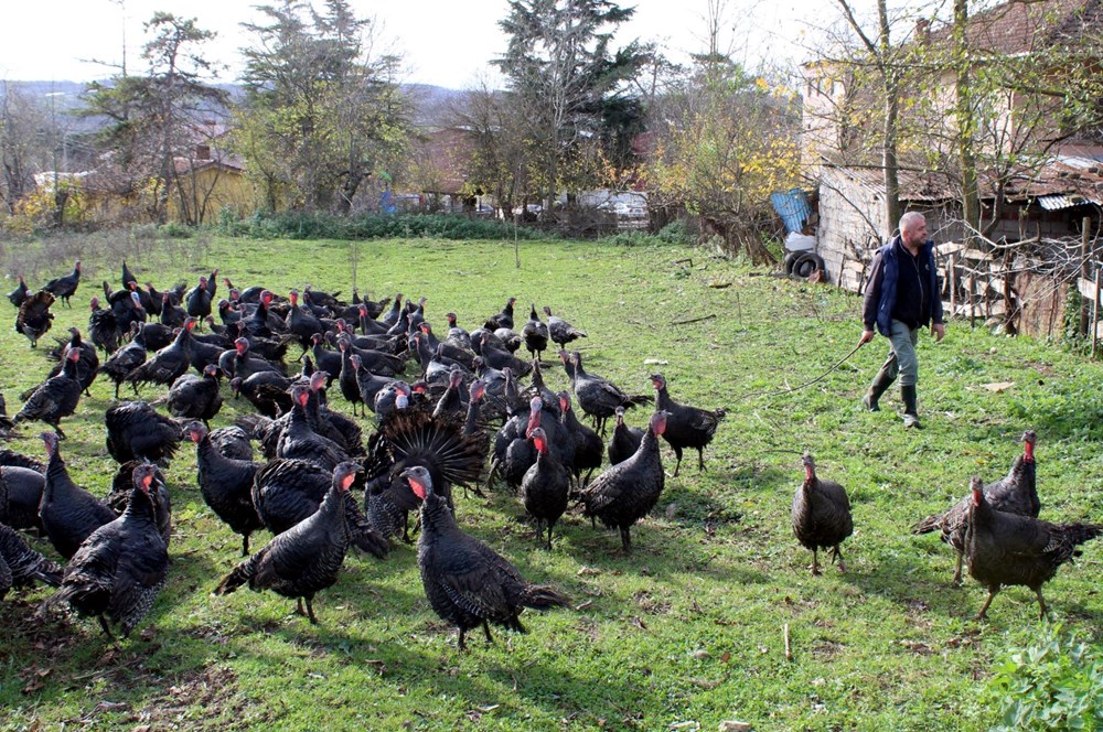Yılbaşı hindileri bin liraya kadar çıkıyor - 3
