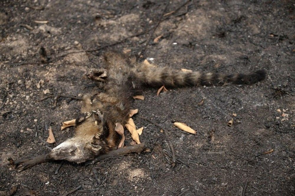 Dünyanın geleceği alarm veriyor: Son 50 yılda dünyadaki sulak alanların yüzde 35'i yok oldu - 3