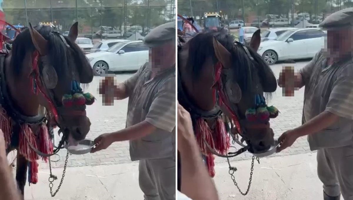 Alkol verilen at bağımlı olmuş