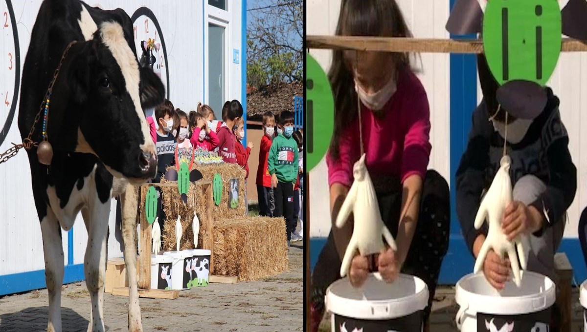 ‘İ’ harfini öğretmek için okula inek getirdi