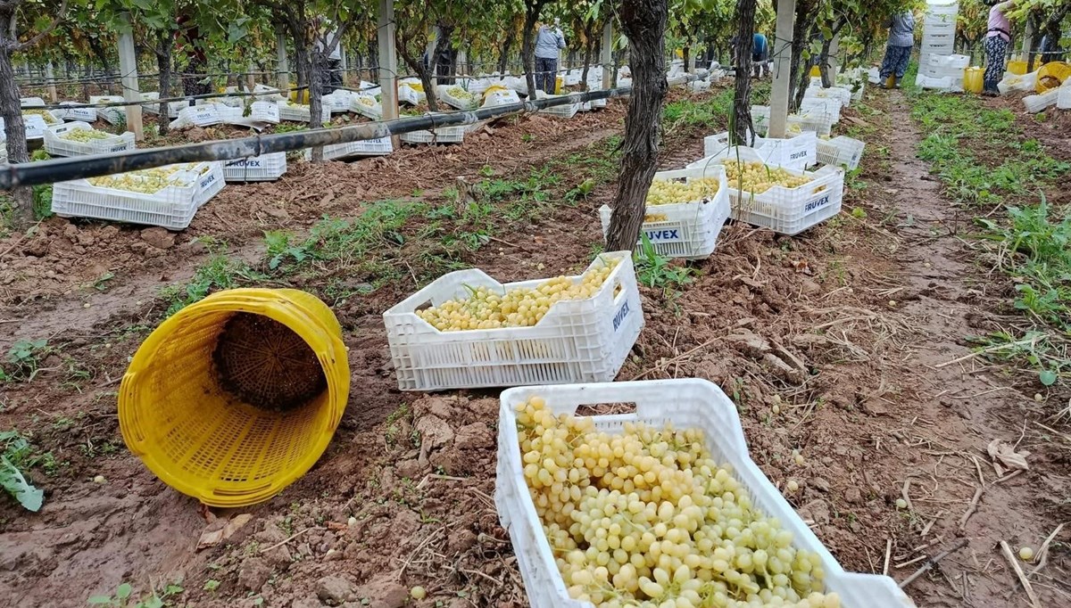 Fiyatlar düştü: Üretici zor durumda kaldı