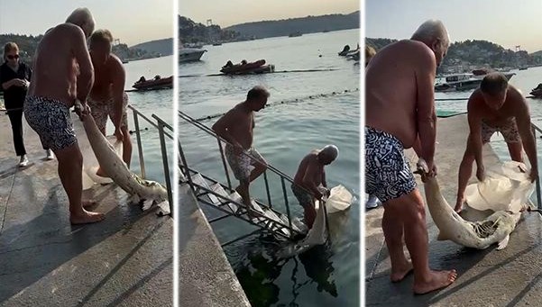 Karaya ölü yunus vurdu