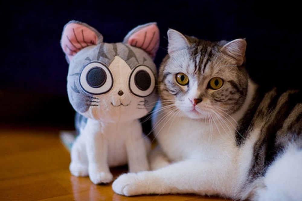 Любимая игрушка кошки. Игрушка кот. Смешные котята с игрушками. Смешные коты игрушки. Смешные игрушки для кошек.
