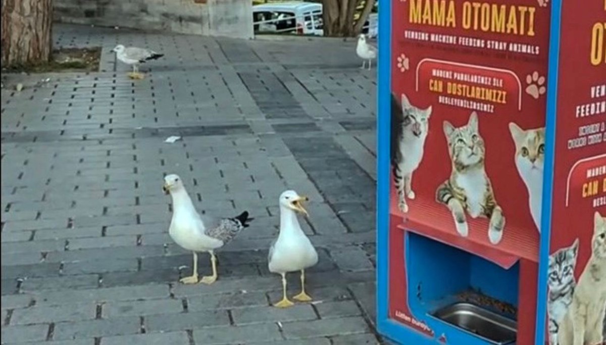 Kedileri taklit eden martılar