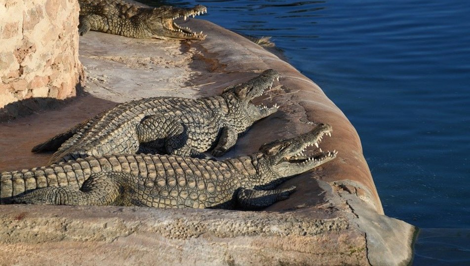 İşgal altındaki Batı Şeria'da timsah skandalı