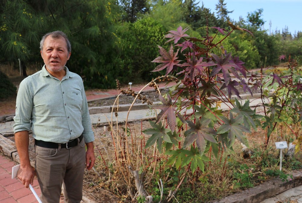 Sakın barbunya sanıp yemeyin! (Siyanürden 6 bin kat daha zehirli) - 3