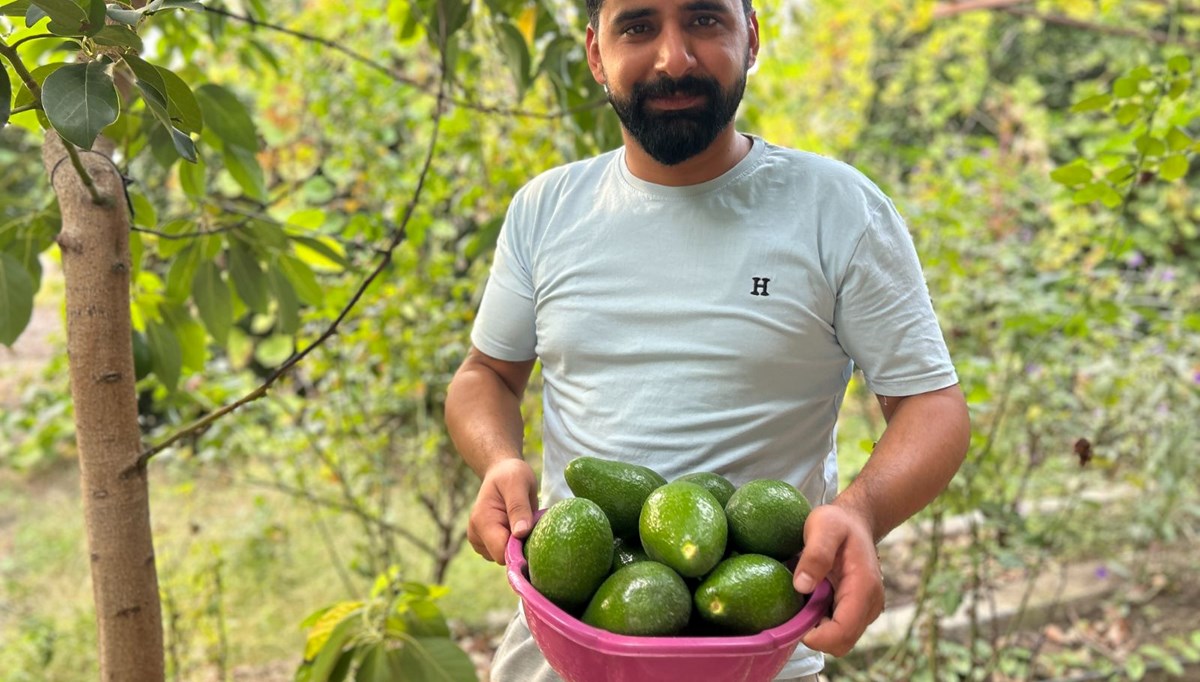 Deprem bölgesinde hasadı başladı: Tarlada tanesi 20 TL'den alıcı buluyor: Bağışıklığı güçlendirip vücudu toksinlerden arındırıyor